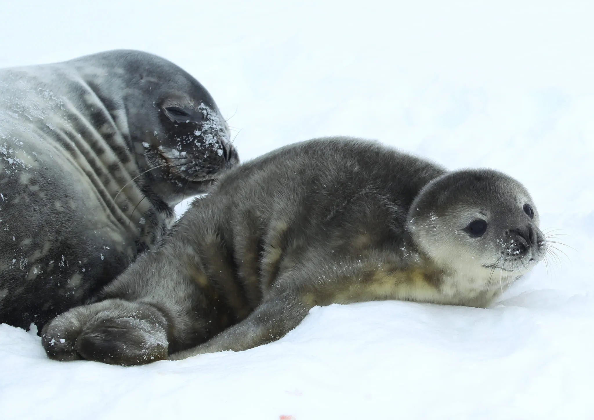 Украинские полярники показали новорожденного тюленя