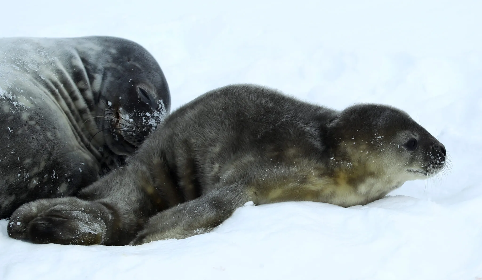 Новорожденному тюленю выбирают имя