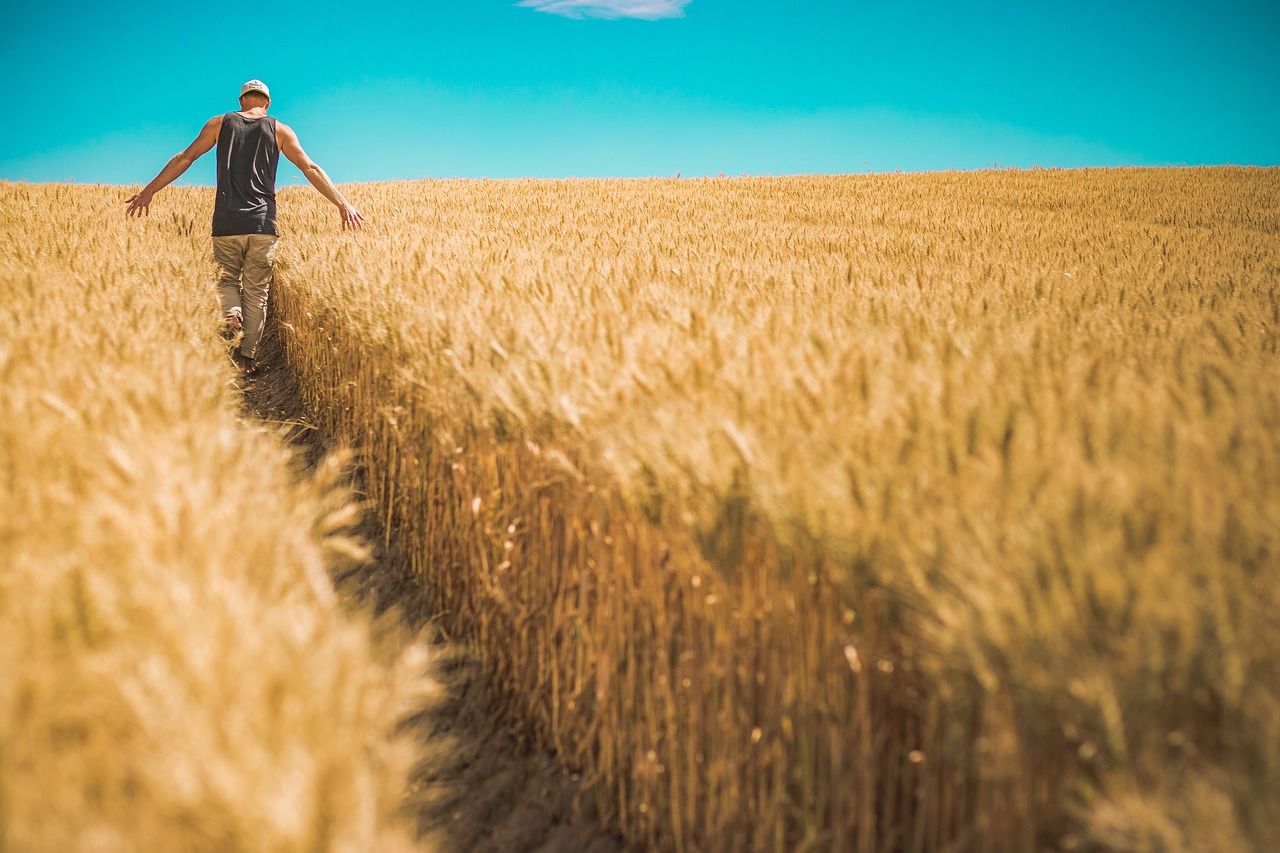 Словакия отменит эмбарго на украинское зерно