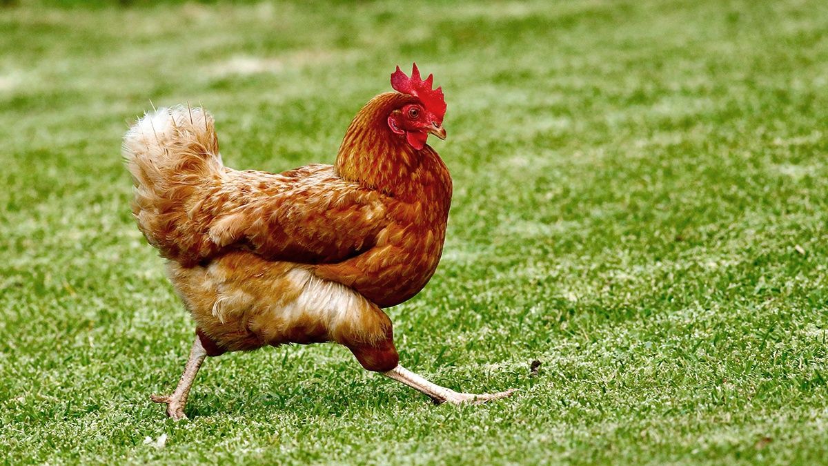 Искусственный интеллект научили понимать звуки, издаваемые курами Искусственный интеллект научили понимать звуки, издаваемые курами