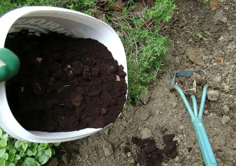 Кофейная гуща для огорода Кофейная гуща для огорода