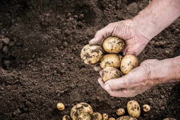 як доглядати за ґрунтом після викопування картоплі