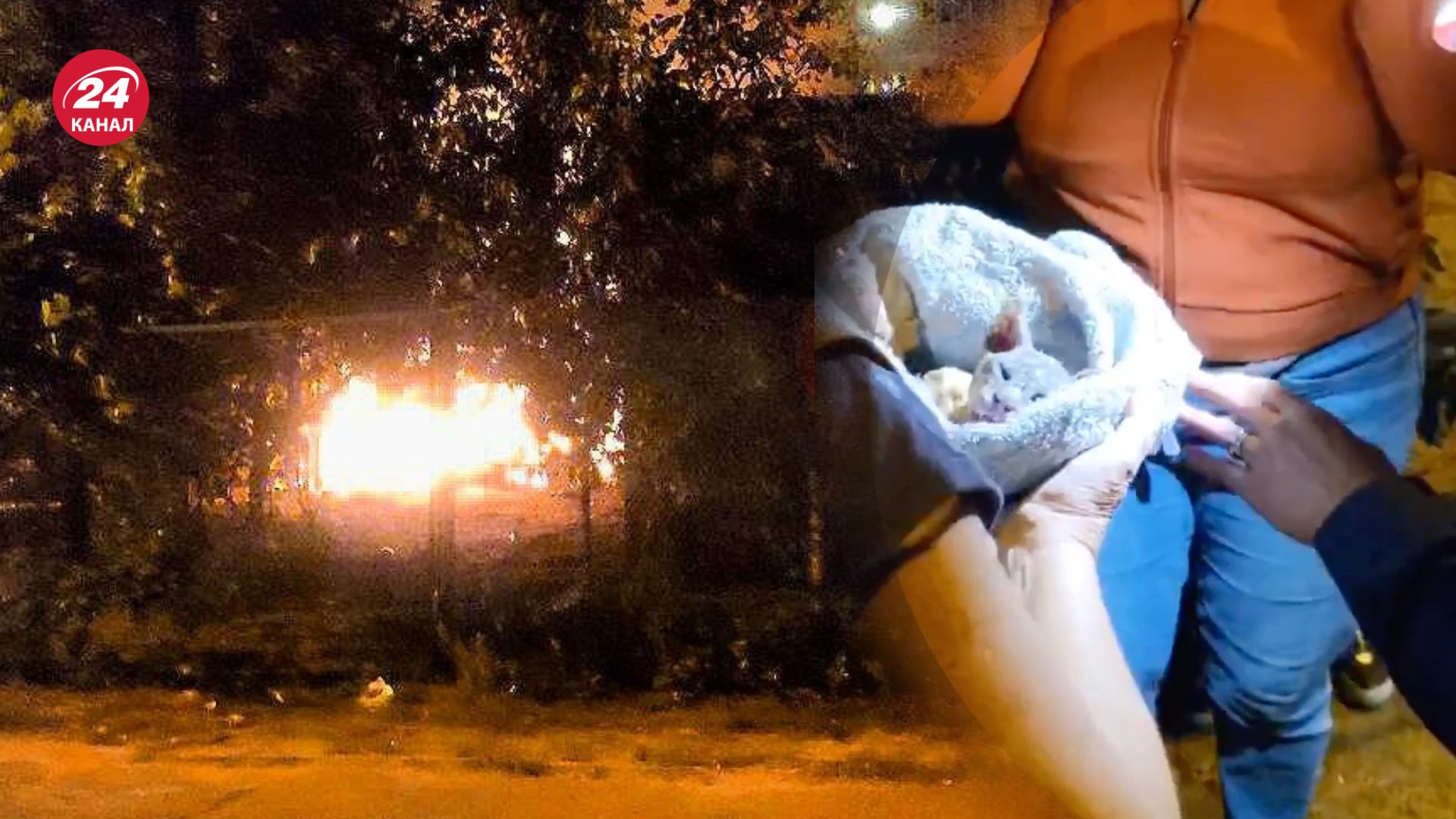 В Киеве вспыхнула "Котохата" В Киеве вспыхнула "Котохата"