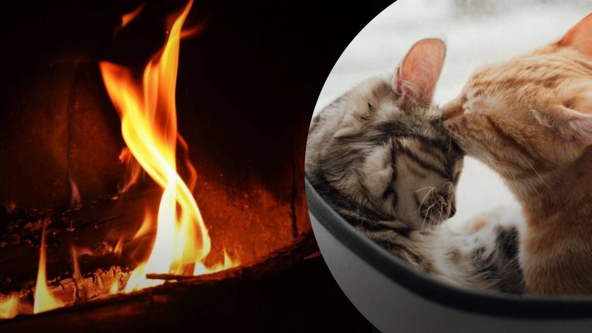 Сім котів з притулку загинули Сім котів з притулку загинули