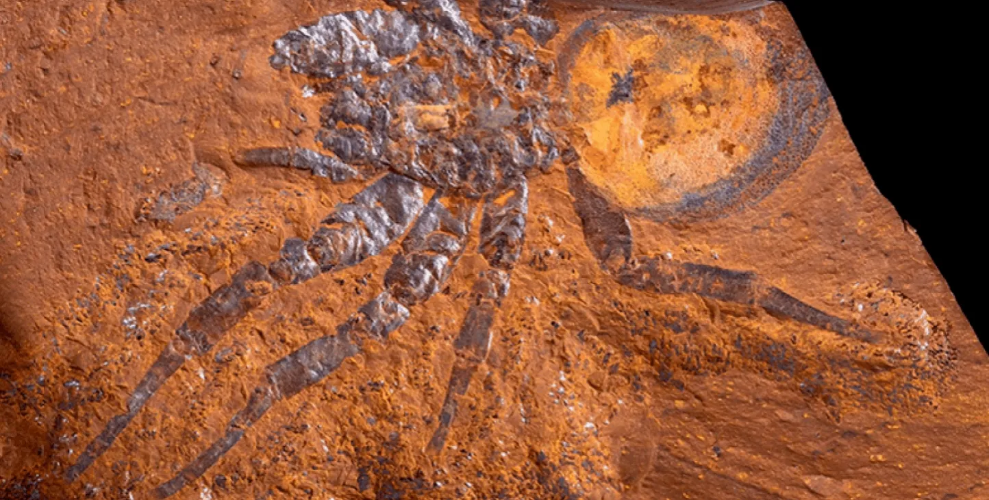 В Австралии обнаружили древнюю окаменелость паука в возрасте около 15 миллионов лет