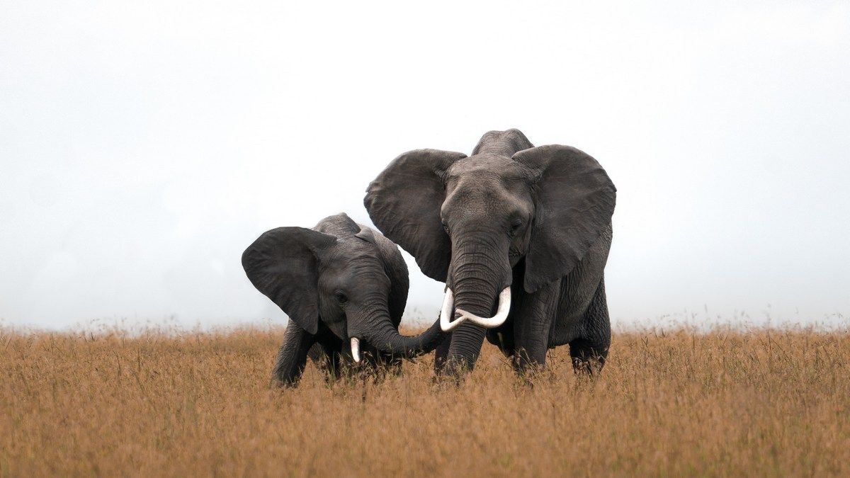 Шосте масове вимирання видів шалено прискорилося в останні кілька місяців Шосте масове вимирання видів шалено прискорилося в останні кілька місяців