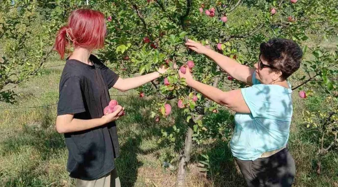 Сбор яблок Сбор яблок