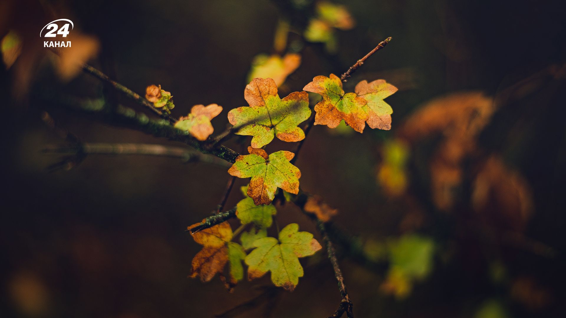 Погода в Україні - 24 Канал Погода в Україні - 24 Канал