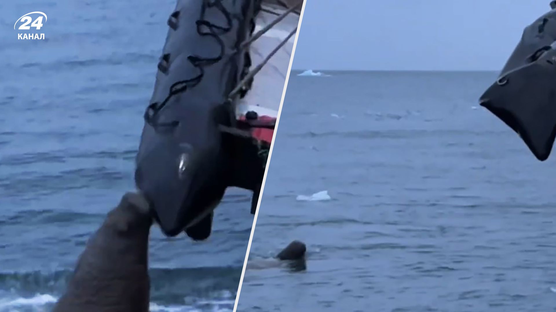 Перейняв естафету в акули: морж напав на російських туристів – феєричне відео 18+