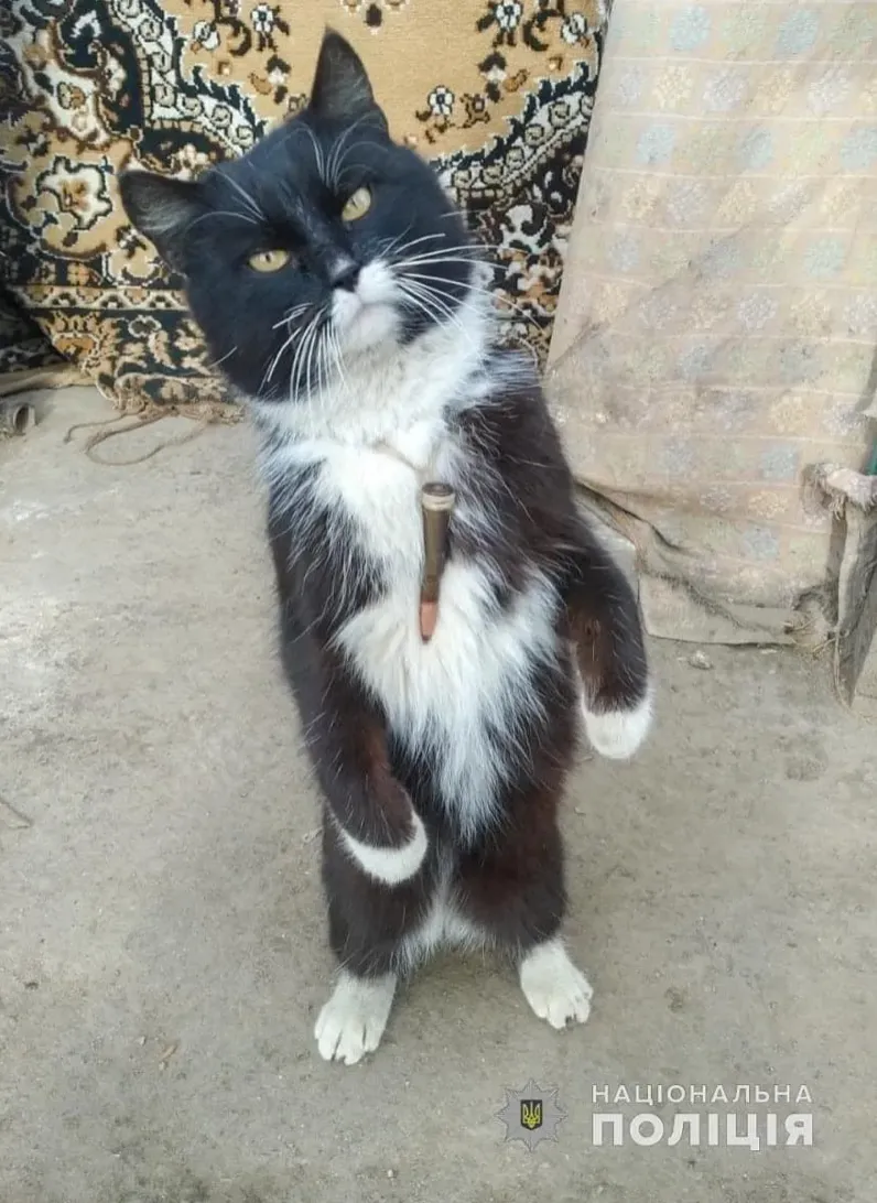В полиции Одессы появился кот Патрон из