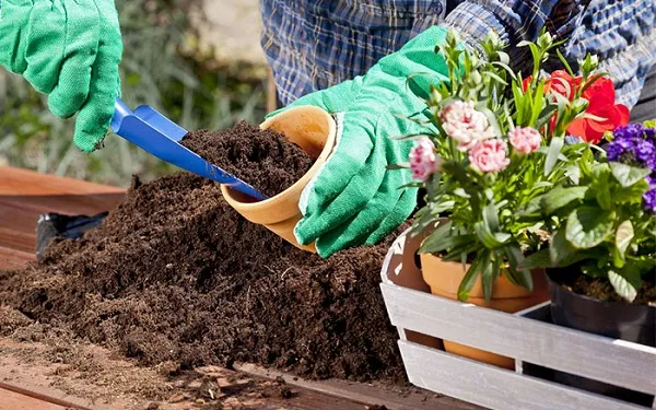 Пересадка кімнатних рослин Пересадка кімнатних рослин