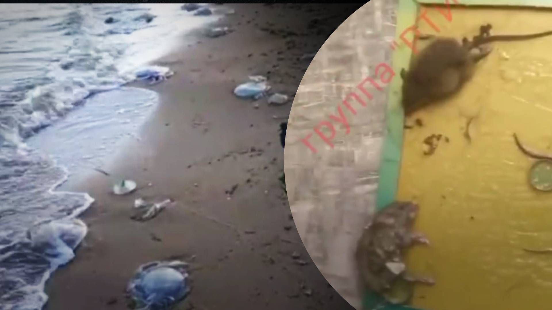 Екоцид у Маріуполі: моторошні кадри - 24 Канал Екоцид у Маріуполі: моторошні кадри - 24 Канал