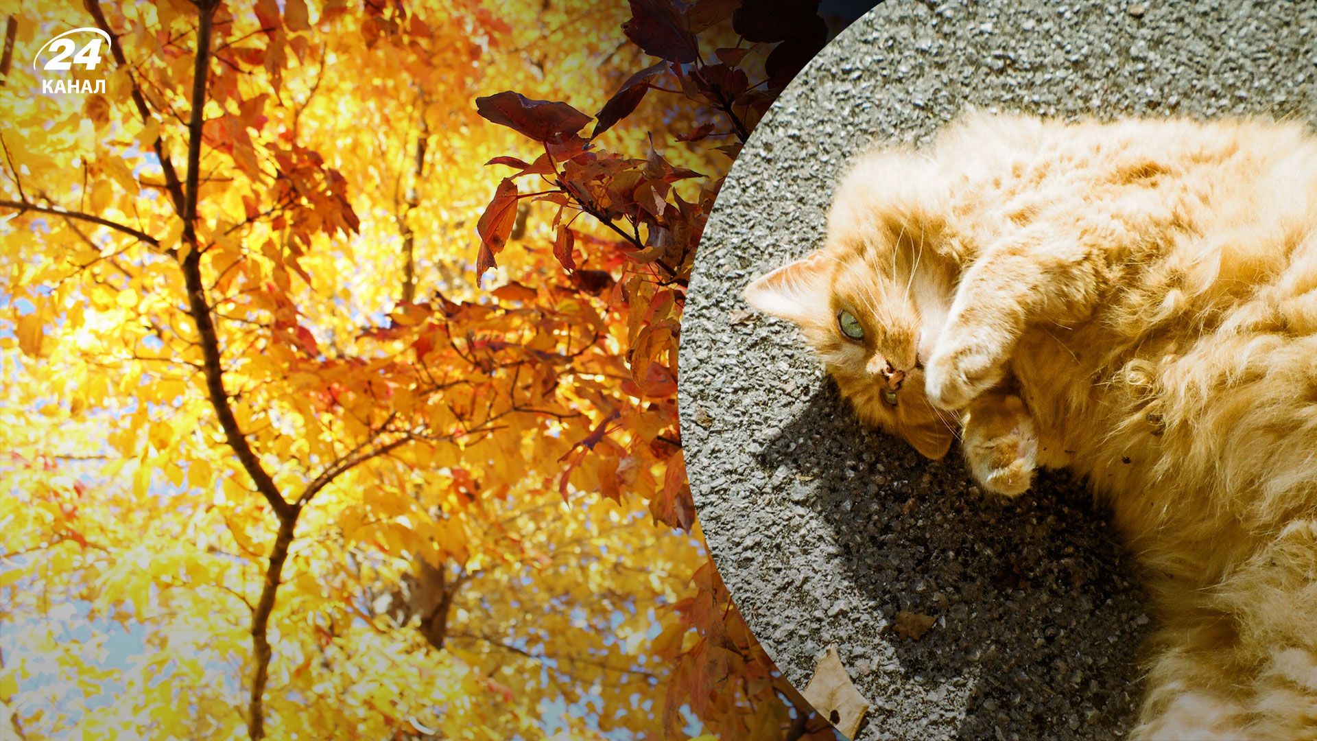 У багатьох регіонах оголосили пожежну небезпеку: якою буде погода в Україні 29 вересня - 24 Канал У багатьох регіонах оголосили пожежну небезпеку: якою буде погода в Україні 29 вересня - 24 Канал