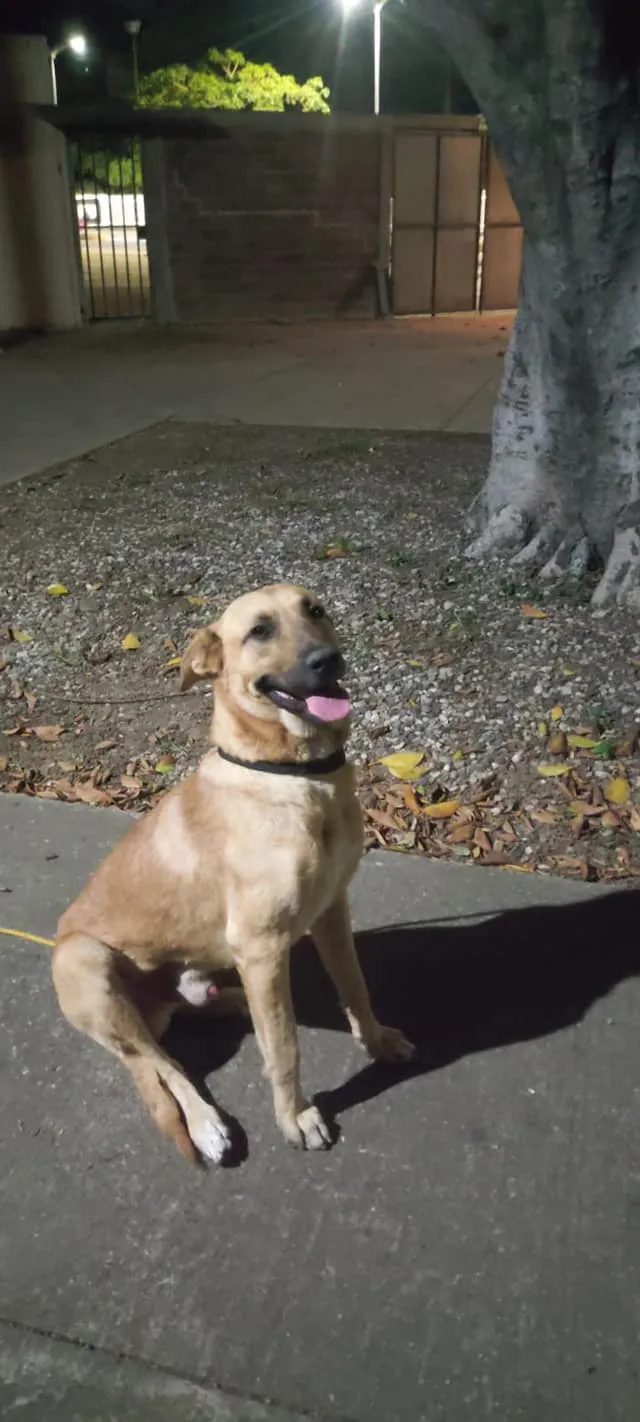 Мексиканский пес-футболист Мексиканский пес-футболист