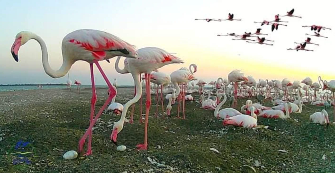 В нацпарке в Одесской области родилось почти 200 фламинго 