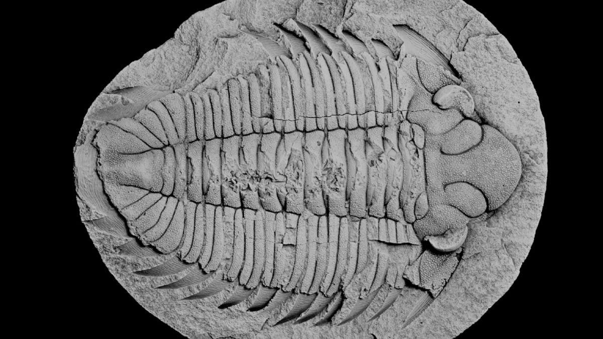 Вчені нарешті дізналися, як харчувались давно вимерлі трилобіти