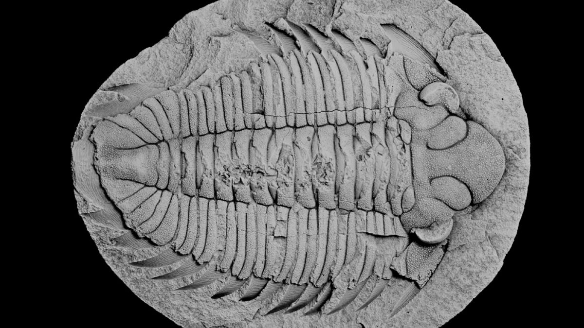 Ученые наконец-то узнали, как питались давно вымершие трилобиты Ученые наконец-то узнали, как питались давно вымершие трилобиты