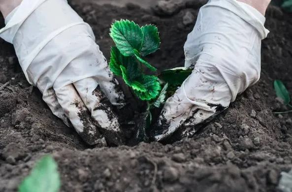 Де не можна садити полуницю Де не можна садити полуницю