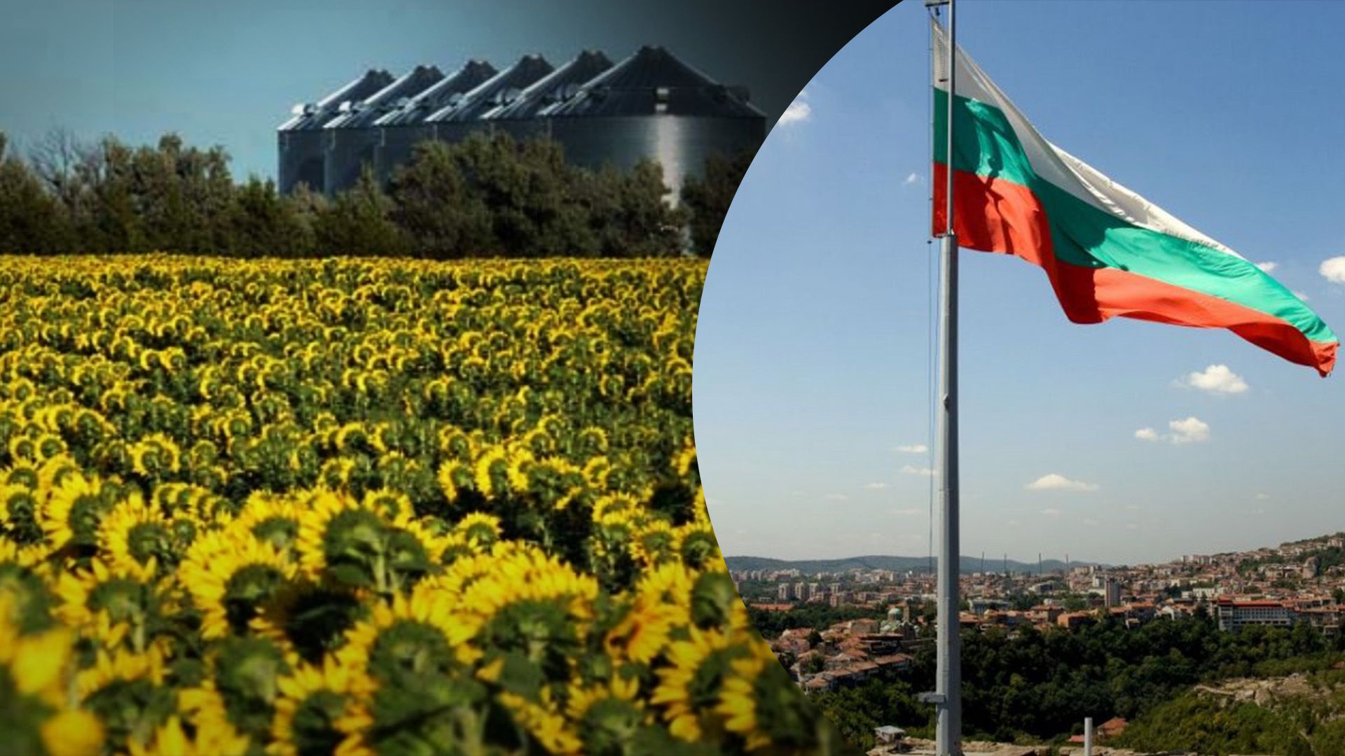 Болгария на два месяца запретила импорт нашего подсолнечника Болгария на два месяца запретила импорт нашего подсолнечника