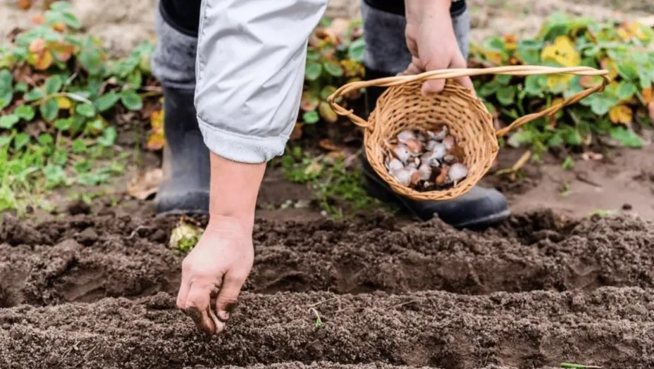 Часник Часник