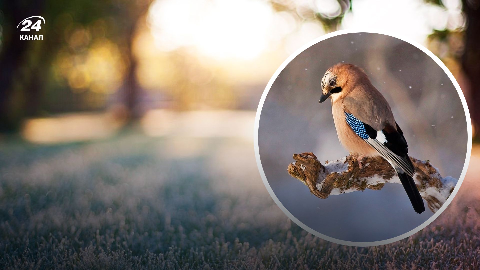 Мороз - 24 Канал Мороз - 24 Канал