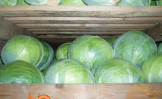 Зберігання капусти в ящиках Зберігання капусти в ящиках