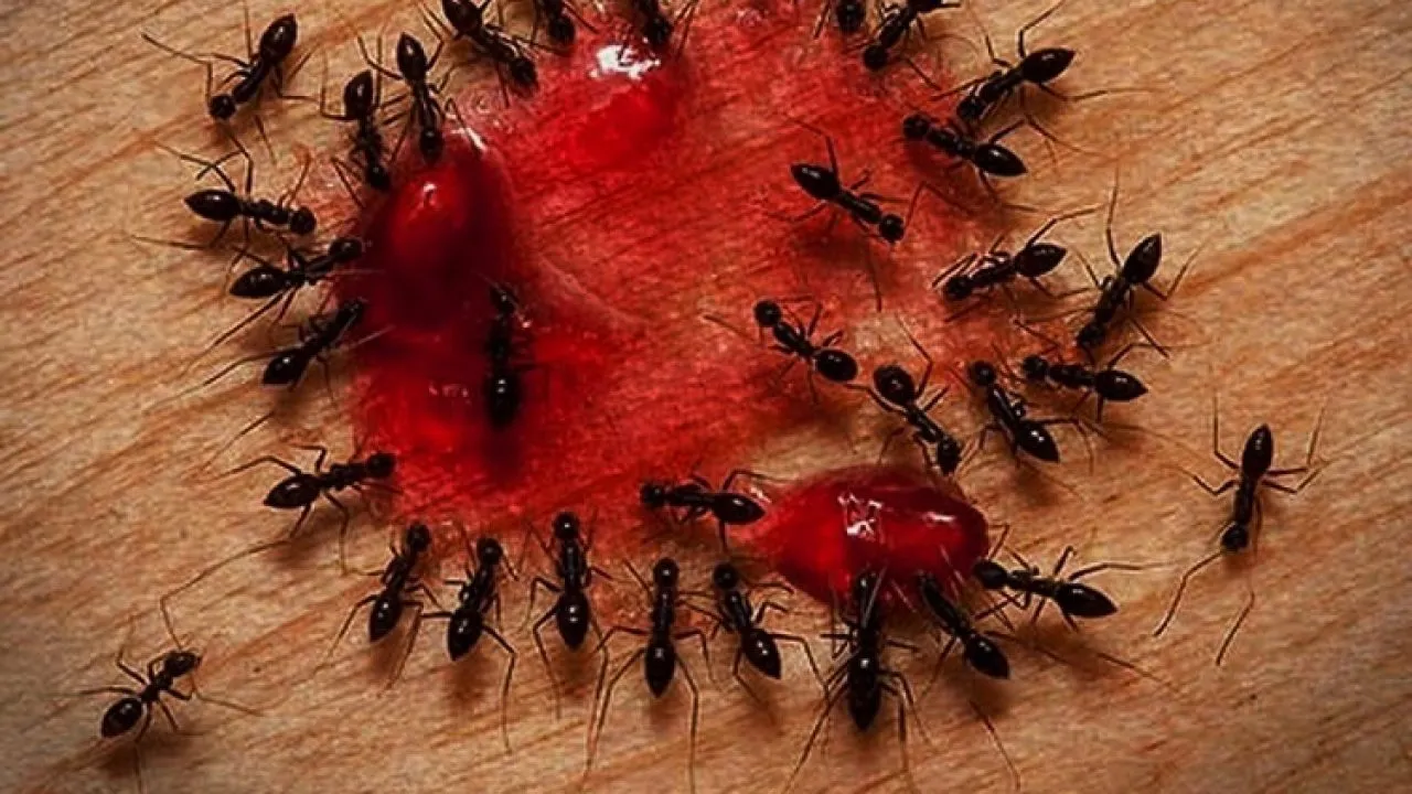 Хімічні препарати для знищення мурах