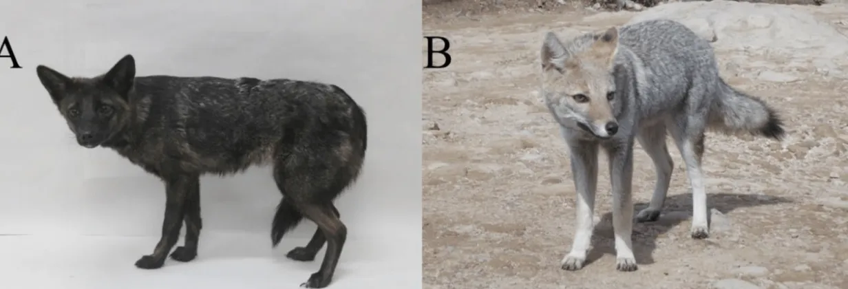 Гибрид собачьей лисы (А) и пампасной лисы (Б)