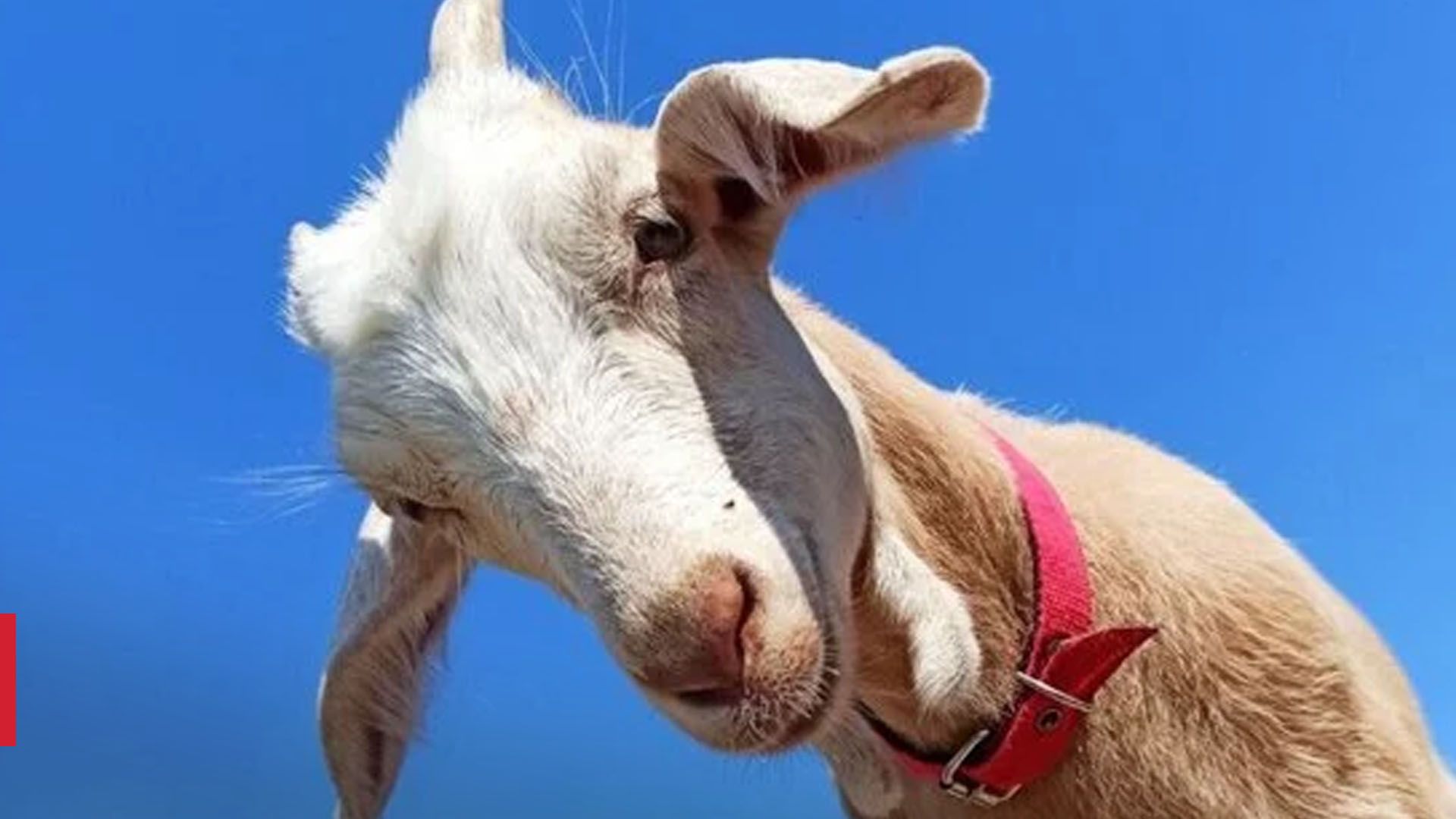 Как экоферма из Херсона пережила оккупацию и работает под обстрелами - 24 Канал Как экоферма из Херсона пережила оккупацию и работает под обстрелами - 24 Канал