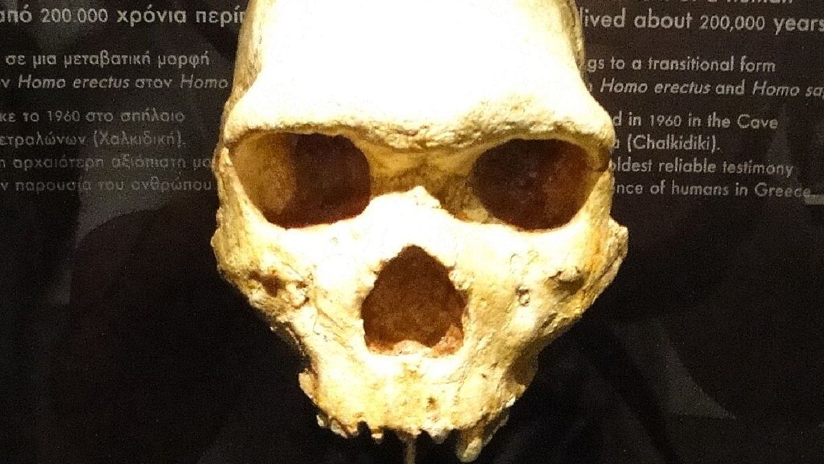 Череп гейдельбергского человека Череп гейдельбергского человека