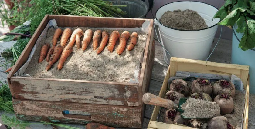 Морква у ящику з піском Морква у ящику з піском