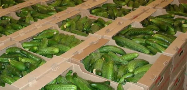 Огурцы в ящиках Огурцы в ящиках
