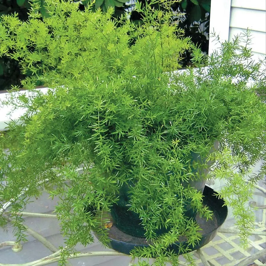 Аспарагус Аспарагус