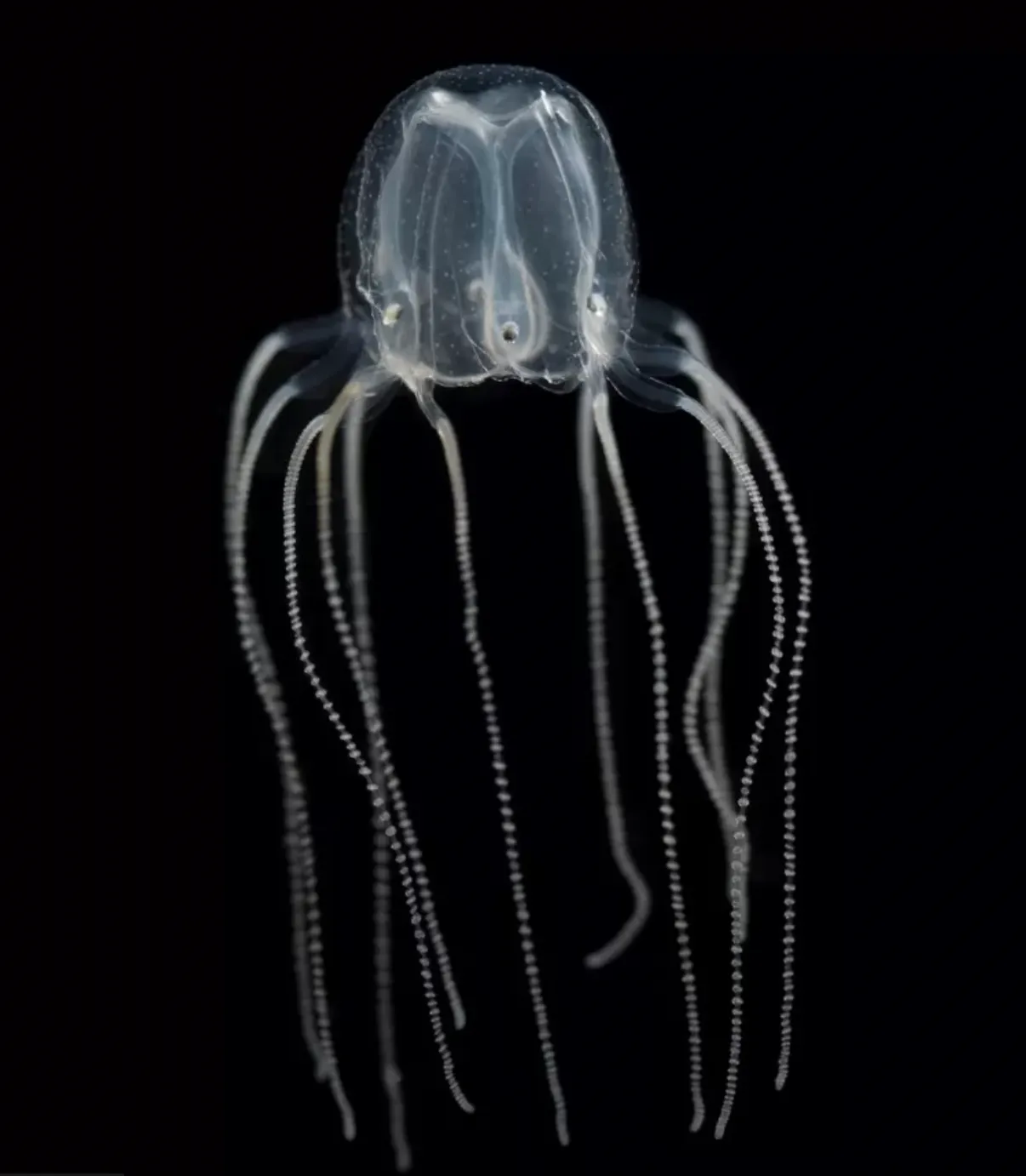 Медузы имеют память, несмотря на отсутствие мозга