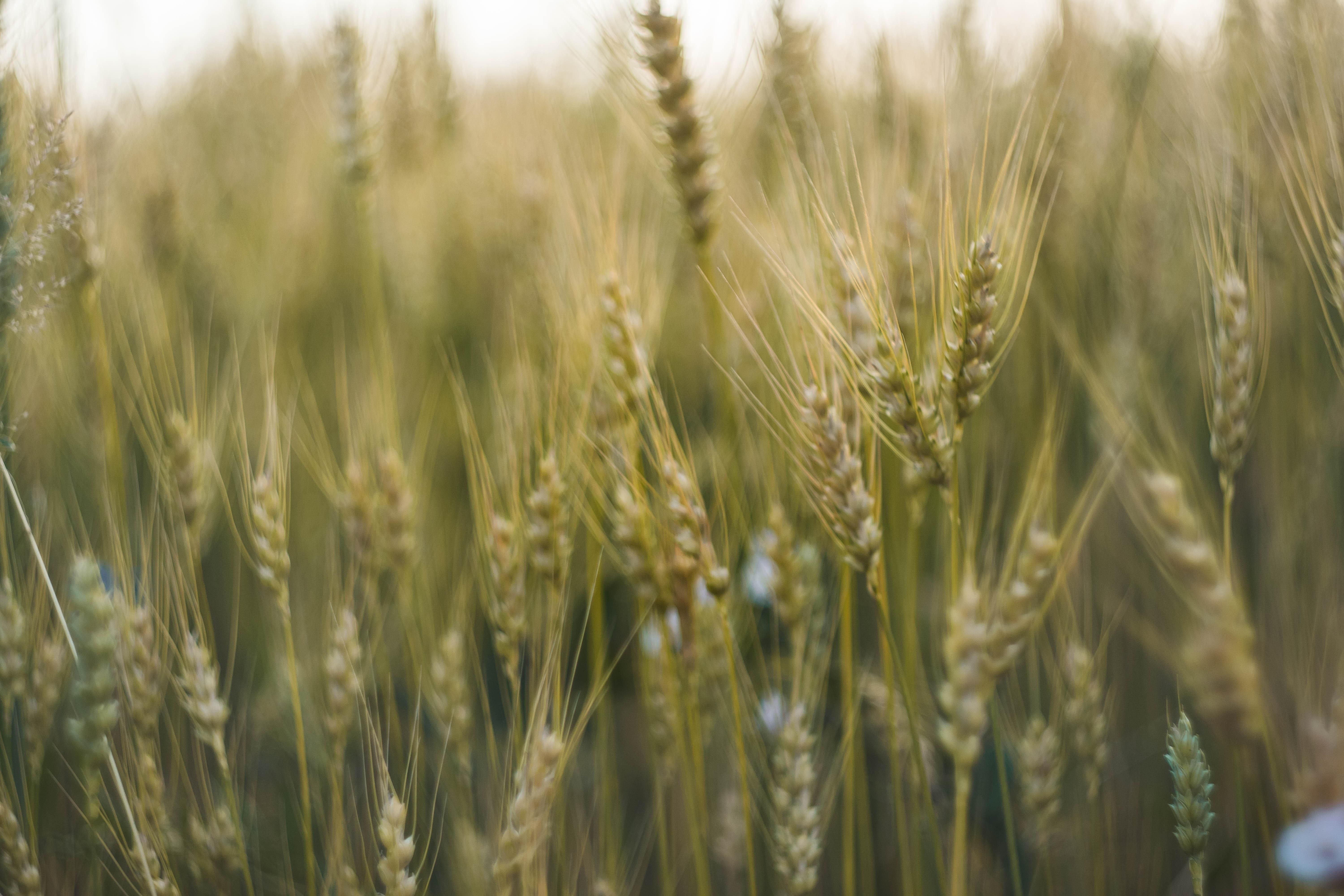 Транзит украинского зерна через Польшу будет ускорен - Экономика Транзит украинского зерна через Польшу будет ускорен - Экономика