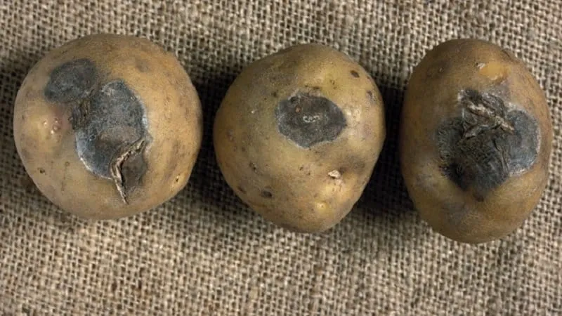 Гнилі картоплини