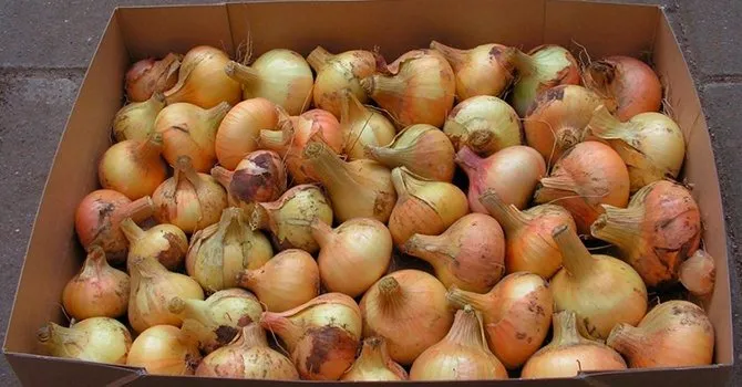 Хранение лука в ящике Хранение лука в ящике