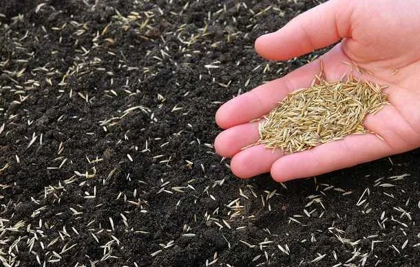 Насіння газону Насіння газону