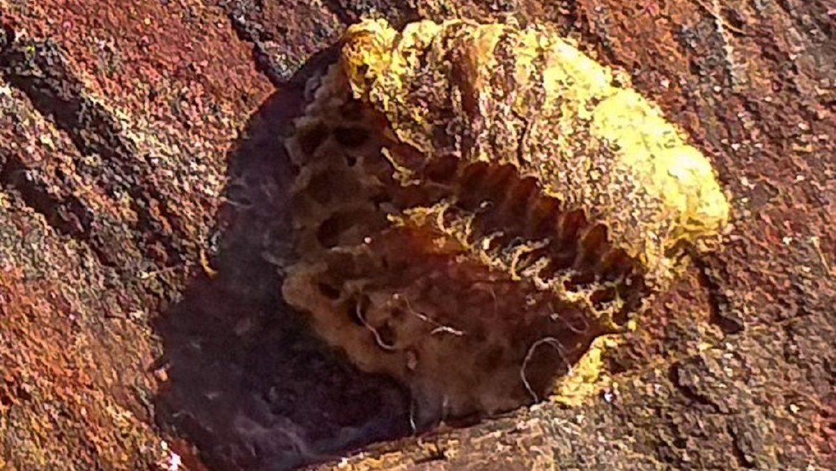 Скам'янілість невідомої істоти знайденої на Дніпропетровщині Скам'янілість невідомої істоти знайденої на Дніпропетровщині