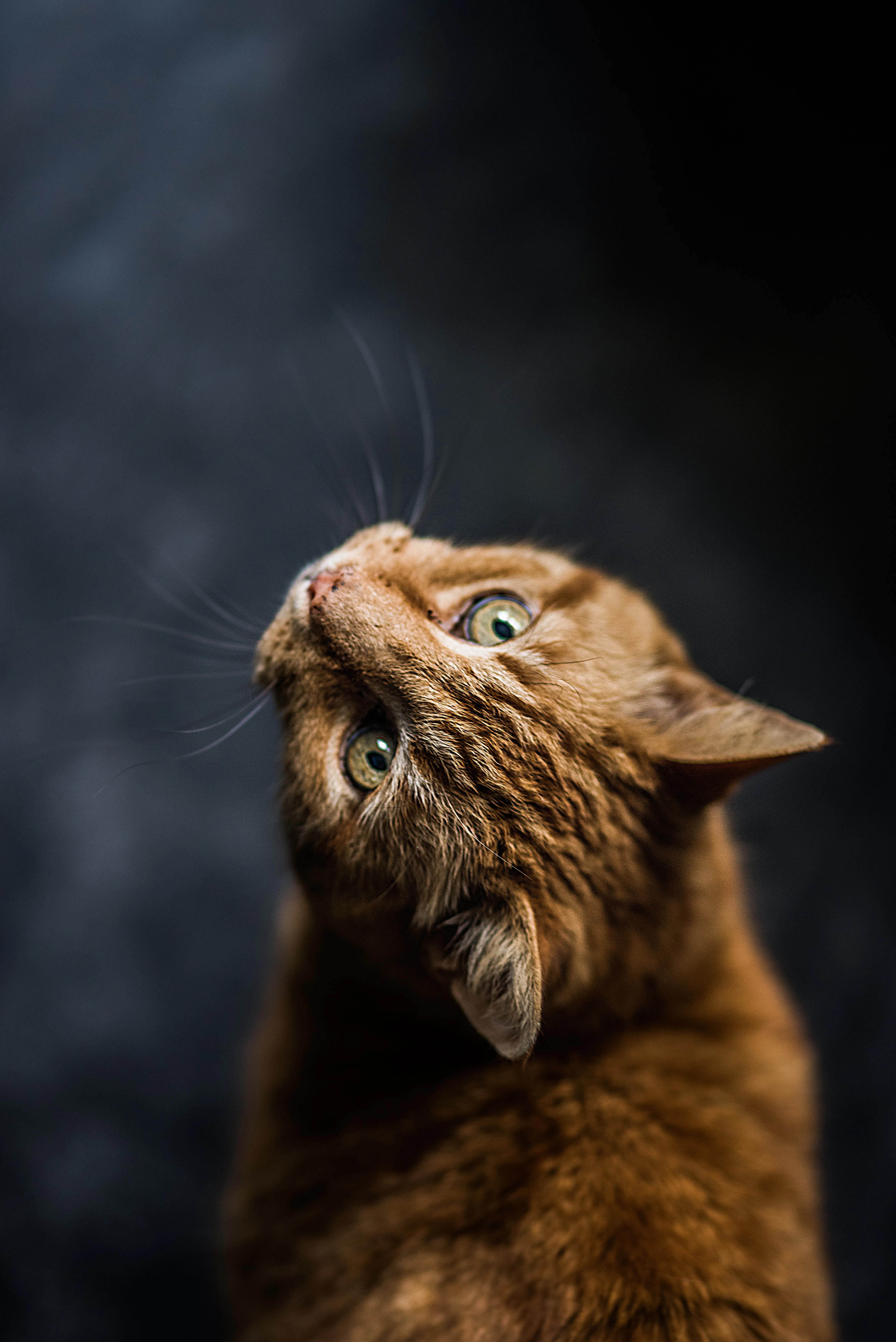 Учені розкрили таємницю того, як муркочуть кішки