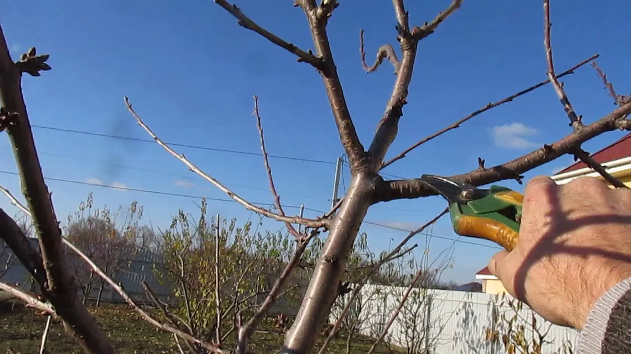 Обрезка деревьев Обрезка деревьев