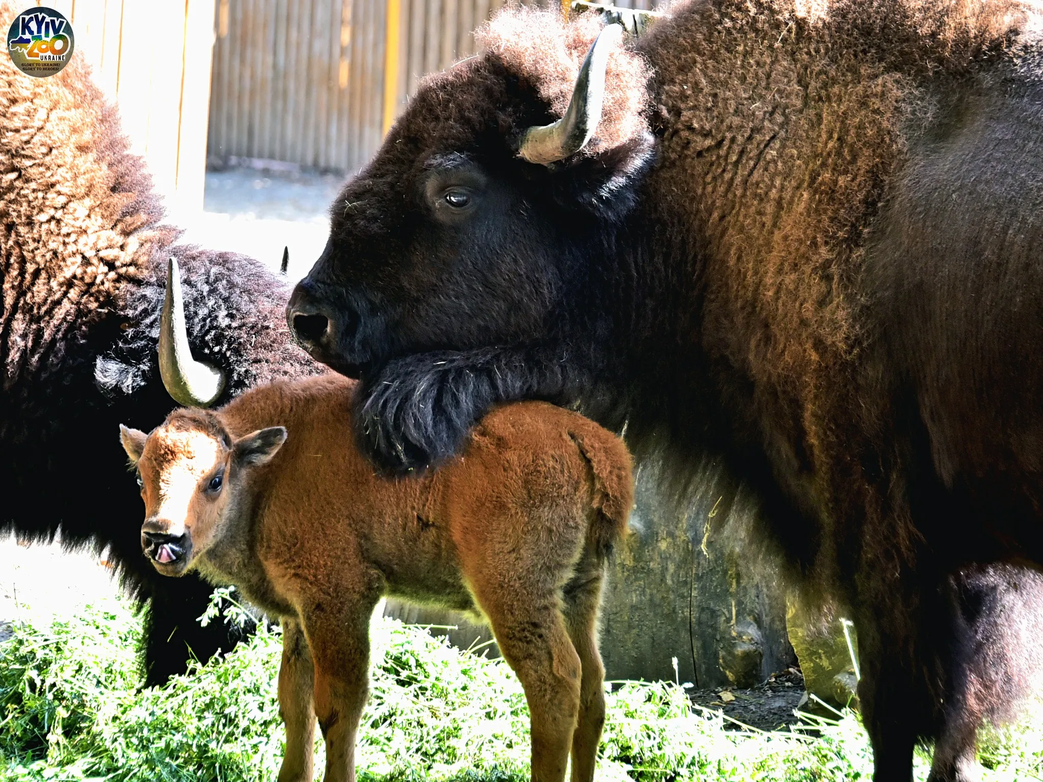 Новорожденный детеныш бизон с мамой