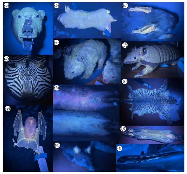 Ученые обнаружили 125 видов светящихся под ультрафиолетом млекопитающих