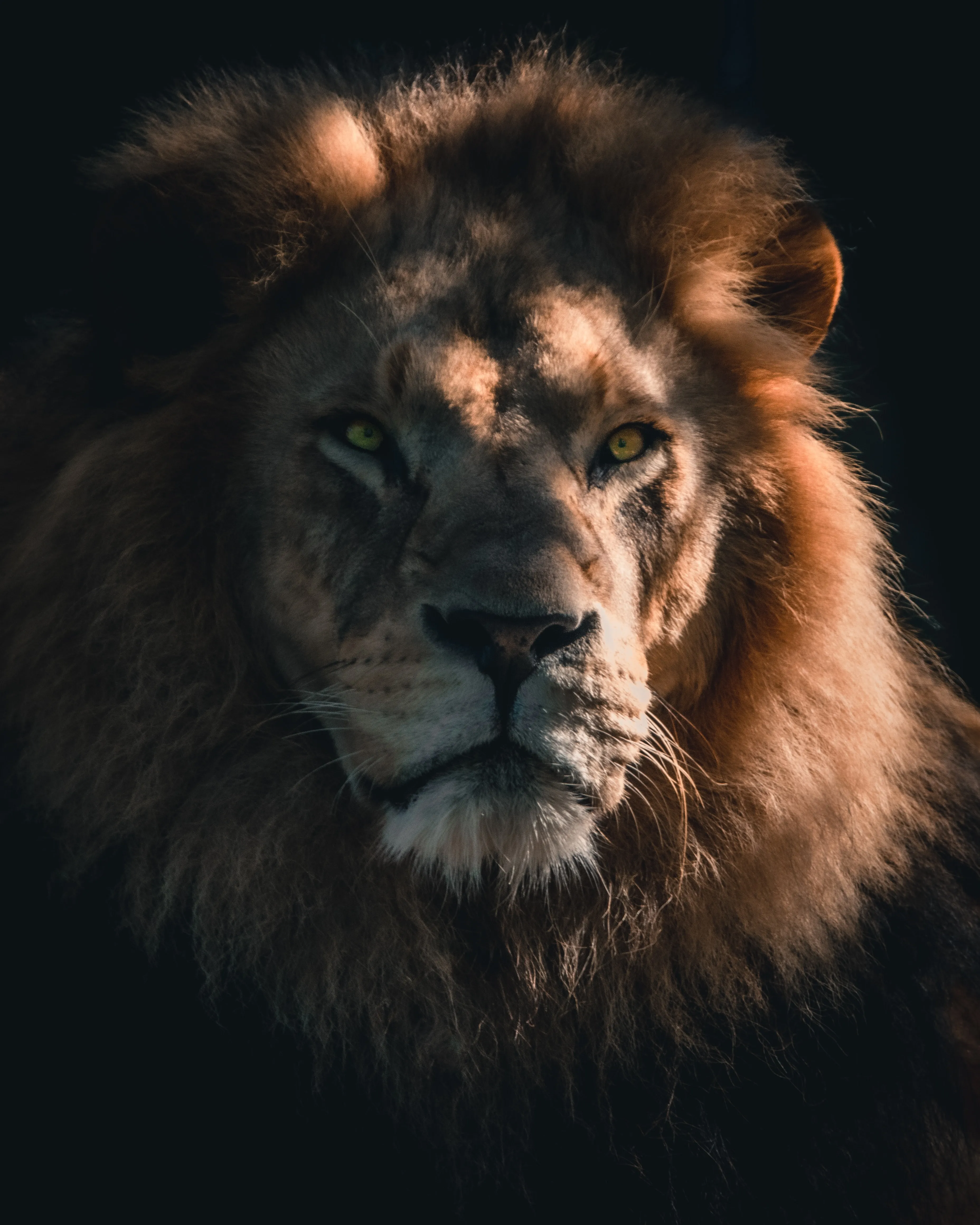 Львы – не самый страшный хищник в Африке