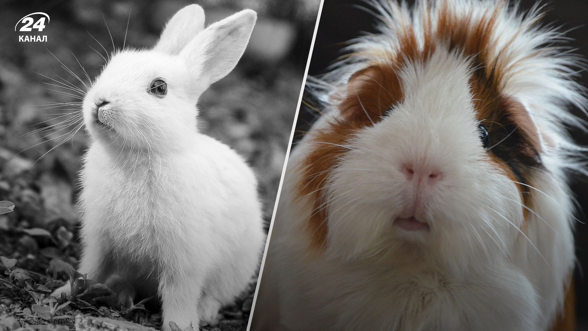 У Фельдман Екопарк у Харкові потруїли звірят - все, що відомо У Фельдман Екопарк у Харкові потруїли звірят - все, що відомо