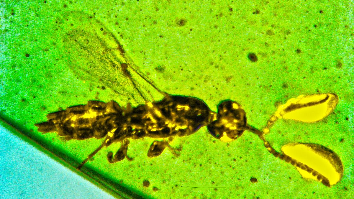 Древній вид крихітних ос має великі таємничі структури на вусиках Древній вид крихітних ос має великі таємничі структури на вусиках