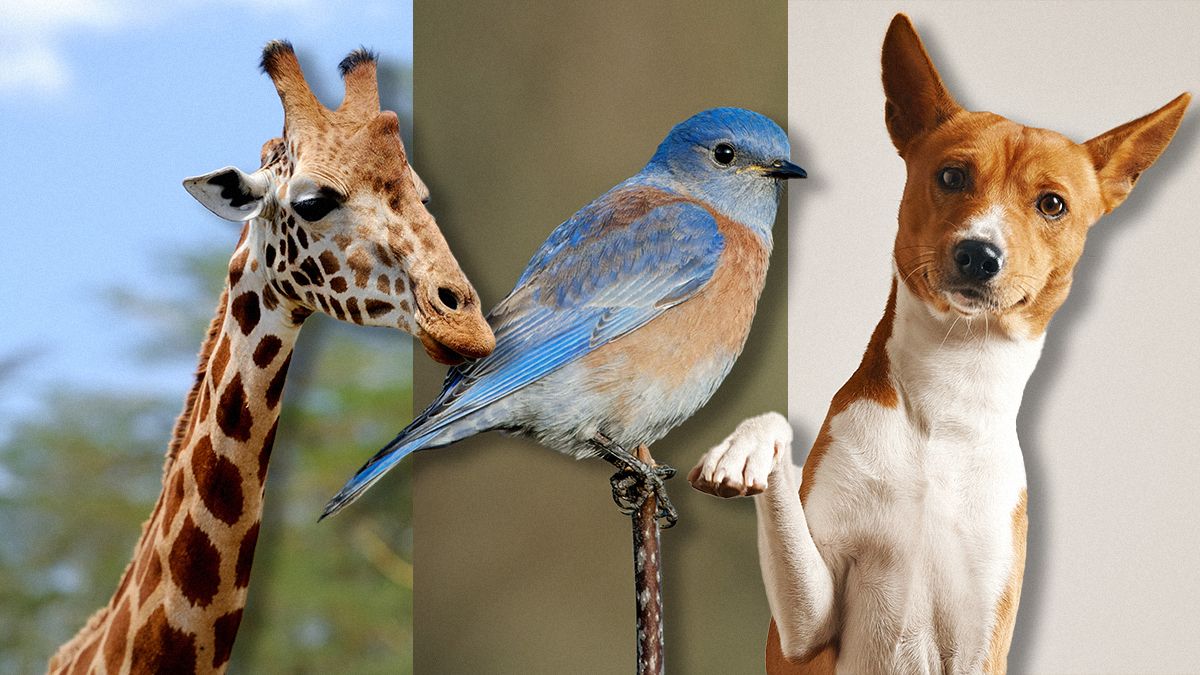 Скільки тварин коли-небудь існувало на Землі Скільки тварин коли-небудь існувало на Землі