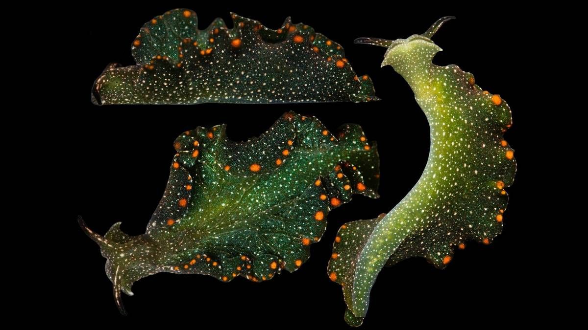 Удивительный мангровый слизень питается с помощью фотосинтеза и выглядит как звездное небо