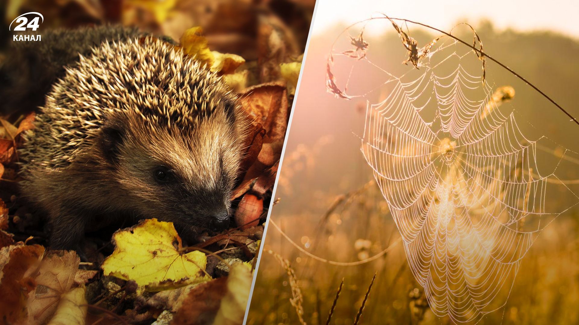 Бабине літо - 24 Канал Бабине літо - 24 Канал