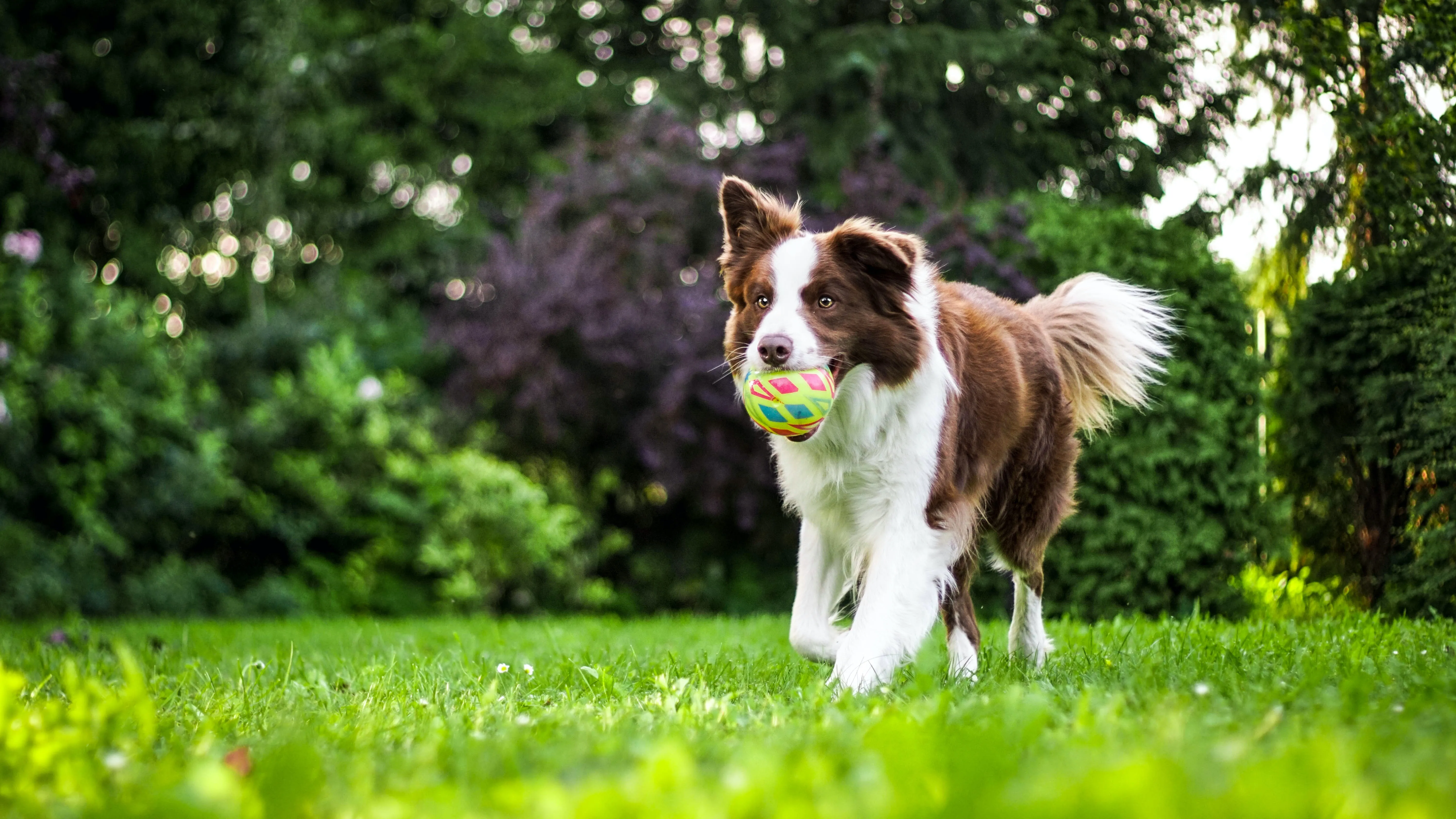 Жувальні іграшки можуть зменшити занепокоєння собак і підвищити концентрацію